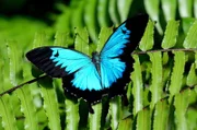 Schwalbenschwanz Schmetterling