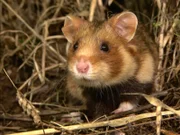 Diese Feldhamsterweibchen hat Glück. Sie lebt in einem Feld, das extra für Hamster angelegt wurde. Sie hat bis zum Oktober genug Nahrung, um gut genährt und kräftig in die Winterruhe zu gehen und um sich einen Wintervorrat anlegen zu können.