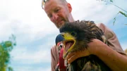 Seeadler wird beringt.