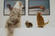 Hund, Kaninchen, Katze
