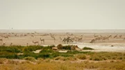 In der Kalahari herrschen teilweise lebensfeindliche Bedingungen. Neben der Hitze sind viele Tierarten auch mit Raubtieren konfrontiert.