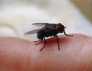 Insekten sind bei der Aufklärung eines Mordes sehr von Nutzen: Ein Entomologe kann aufgrund ihres Alters den genauen Todezeitpunkt der Leiche bestimmen.