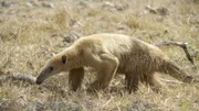 Tamandua Ameisenbär (Myrmecophagidae).