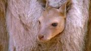 Känguru-Junges im Beutel.