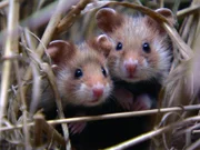 Diese Feldhamsterweibchen hat Glück. Sie lebt in einem Feld, das extra für Hamster angelegt wurde. Sie hat bis zum Oktober genug Nahrung, um gut genährt und kräftig in die Winterruhe zu gehen und um sich einen Wintervorrat anlegen zu können.; "Hamsterinsel", so heißt das neue Feldhamsterhilfsprogramm der Regierung von Unterfranken. 4 Jahre am Stück bewirtschaften die Landwirte, die an dem Programm teilnehmen, ihr Feld hamstergerecht mit Streifen aus Blüh-, Getreide- und Luzernestreifen. Dafür erhalten sie einen finanziellen Ausgleich. So haben die Feldhamster das ganze Jahr über Nahrung und Deckung.; Das Feldhamsterweibchen frisst an einer Weizenähre mit einem ihrer Jungen. Dieses Junge und seine Geschwister haben Glück. Sie leben in einem Feld, das extra für Feldhamster angelegt wurde. So kann das Weibchen ihre Jungen gut ernähren. Zudem haben die Jungen, die bereits im Alter von etwa 4 Wochen selbständig durchs Leben gehen müssen, einen guten Start in ihr kurzes Hamsterleben.; Ein Feldhamsterweibchen in einem abgeernteten Getreidefeld. Durch die Ernte hat sie Deckung und Nahrungsquelle verloren. In dieser Lage ist sie Fressfeinden schutzlos ausgeliefert. Durch die Klimaerwärmung findet die Ernte bis zu 4 Wochen eher statt als noch vor 15 Jahren.; Feldhamsterjunge im Weizenfeld. Diese Jungen haben Glück. Sie kamen in einem Feld auf die Welt, das extra für Feldhamster angelegt wurde. Sie haben bis zum Oktober, wenn sie in Winterruhe gehen, genug Nahrung, um zu wachsen und um sich einen Wintervorrat anlegen zu können.