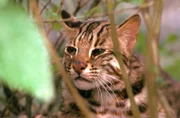 Leopardenkatze.