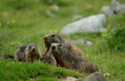 Die Dokumentation von Jürgen Eichinger zeigt, mit welchen Tricks Murmeltiere, Steinböcke und Alpenschneehühner die hochalpinen Herausforderungen meistern.