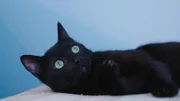 Schwarze Katze.