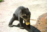 rbb Fernsehen PANDA, GORILLA & CO., TEIL 217, "Geschichten aus dem Zoo Berlin und dem Tierpark Berlin", am Freitag (24.02.12) um 21:00 Uhr. Die Brillenbärenkinder sind schon ganz schön mutig: Nach dem ersten Streit um Fisch und Mais treiben sie sich in extrem hohen Bäumen mit gefährlich dünnen Ästen herum.