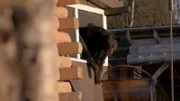 Ein Bär bricht in das Haus von Chevie Roach ein. (National Geographic für Disney)