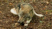 Leitwolf Boris frisst im Tierpark Kunsterspring.