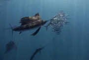 Atlantischer Segelfisch