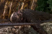 James Harrington (Adam Kotz) wird tot aus seiner eigenen Jauchegrube gezogen.