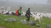 Zwei Männer, Schafe und ein Hund