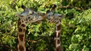 Giraffe introduction.