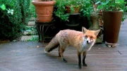 Die Großstadt ist ein Paradies für wilde Tiere. Hier gibt es immer was zu fressen. Stadtmensch und Wildtier pflegen in der Regel eine gute Nachbarschaft. Doch welches Wildtier ist das Beliebteste? Die schönsten Geschichten von Fuchs und Igel, Eichhörnchen und Höckerschwan, Waldkauz und Wildbiene. - Fuchs