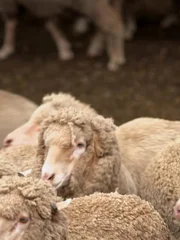 Herd of sheep.