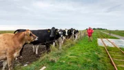 Den Sommer über passt Hans auf die Kühe auf