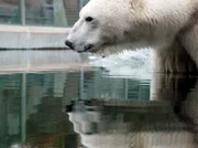 Ein Eisbär in der Wilhelma auf Wartestellung. Bei der Fütterung wird schnell klar, wer wo in der Rangordnung steht.
