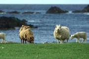 Auf Fair Isle weiden seit Jahrhunderten Schafe: Sie liefern Shetlandwolle, die Generationen von Insulanern wärmte und heute auf der ganzen Welt bekannt und begehrt ist.