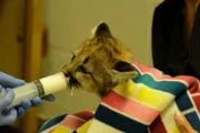 Puma cub feeding.