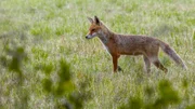 Ein Fuchs auf der Pirsch. Er sucht in der Wiese nach Mäusen.