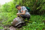 Der Biologe Jorge Carrión vermisst eine Galápagos-Riesenschildkröte. Die Reptilien sind manchmal über 120 Kilogramm schwer.