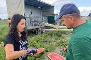 Inga Kreutzfeldt probiert zu Saisonbeginn zusammen mit Vorarbeiter Remus die ersten Wassermelonen aus dem Kronprinzenkoog in Dithmarschen.