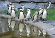 rbb Fernsehen PANDA, GORILLA & CO., TEIL 217, "Geschichten aus dem Zoo Berlin und dem Tierpark Berlin", am Freitag (24.02.12) um 21:00 Uhr. Endlich Nachwuchs bei den Humboldt-Pinguinen im Tierpark: Das lange Brüten hat sich also gelohnt.
