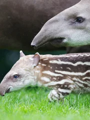 Brazilian tapir born early on Tuesday, 5th June. The male calf, born to mum Rio, and dad Marmaduke is the pair’s first calf together.