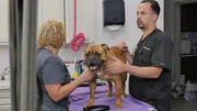 Lavigne examining grumpy dog with a vet tech.