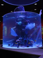 The finished cowfish tank.