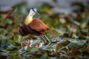 Dieses Jacana-Männchen ist alleinerziehender Vater von vier frischgeschlüpften Küken.