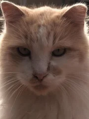 Is a cats meow really trying to communicate to humans?