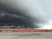 Kubaflamingos brüten in einer riesigen Kolonie an der Küste Yucatáns in Mexiko.