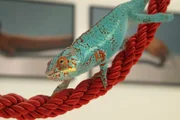 Chamäleon