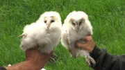 Barn Owl Chicks.