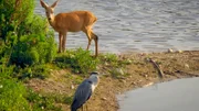 Berlin ist voller Naturspektakel und wilder Nachbarn. Über 200 Wildtierarten gibt es in der Stadt. Tendenz steigend. Ob Biber, Fledermaus oder Nachtigall: Die wilden Berliner haben sich längst in den vielfältigen ökologischen Nischen der Stadt eingerichtet. In Folge 1 geht es um Biber, Fledermaus und Nachtigall. - Reh und Fischreiher in Marzahn.