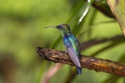 Ein Kolibri im Nationalpark Los Nevados: In den Anden gehören sie zu den Hauptdarstellern.