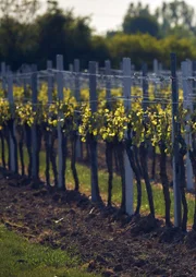 Die von U5 Filmproduktion GmbH & Co. KG für ARD Degeto produzierte TV-Film Reihe "Weingut Wader 3 & 4. Drehzeit vom 30. April bis zum 11. Juli  2019, in Hambach und Umgebung.