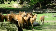 Père David's deer on exhibit.