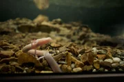 Geheimnisvoller Baby-Drache: Der Grottenolm hat sich den Lebensbedingungen in den slowenischen Höhlen perfekt angepasst.