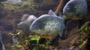 Die Piranhas im Frankfurter Zoo warten auf ihre Fütterung.