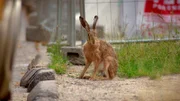 Berlin ist voller Naturspektakel und wilder Nachbarn. Über 200 Wildtierarten gibt es in der Stadt. Tendenz steigend. Ob Biber, Fledermaus oder Nachtigall: Die wilden Berliner haben sich längst in den vielfältigen ökologischen Nischen der Stadt eingerichtet. In Folge 1 geht es um Biber, Fledermaus und Nachtigall. -  Feldhase in Marzahn.