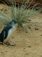 Little penguins on exhibit.