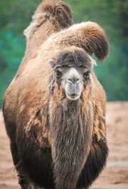 Trampeltier-Dame Becky.