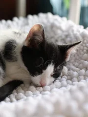 Cat sleeping.
