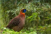 Ein sehr seltener Anblick: Ein männlicher Temmincktragopan in einem Bambuswald in China.