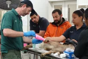 Dr. John Sykes caring for an injured Markhour.