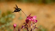 In der kurzen Zeit, in der die Kalahari blüht, müssen Tiere und Pflanzen zusammenarbeiten, um ihren Fortbestand zu sichern.